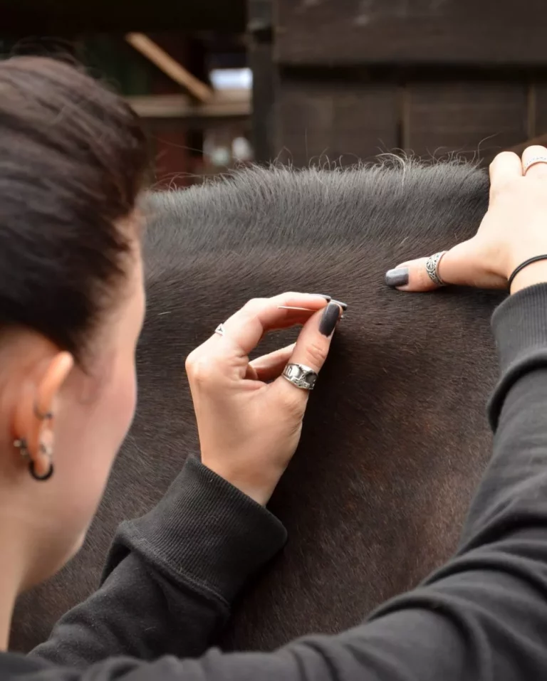 Präzises Setzen einer sterilen Nadel beim Dry Needling am Pferd